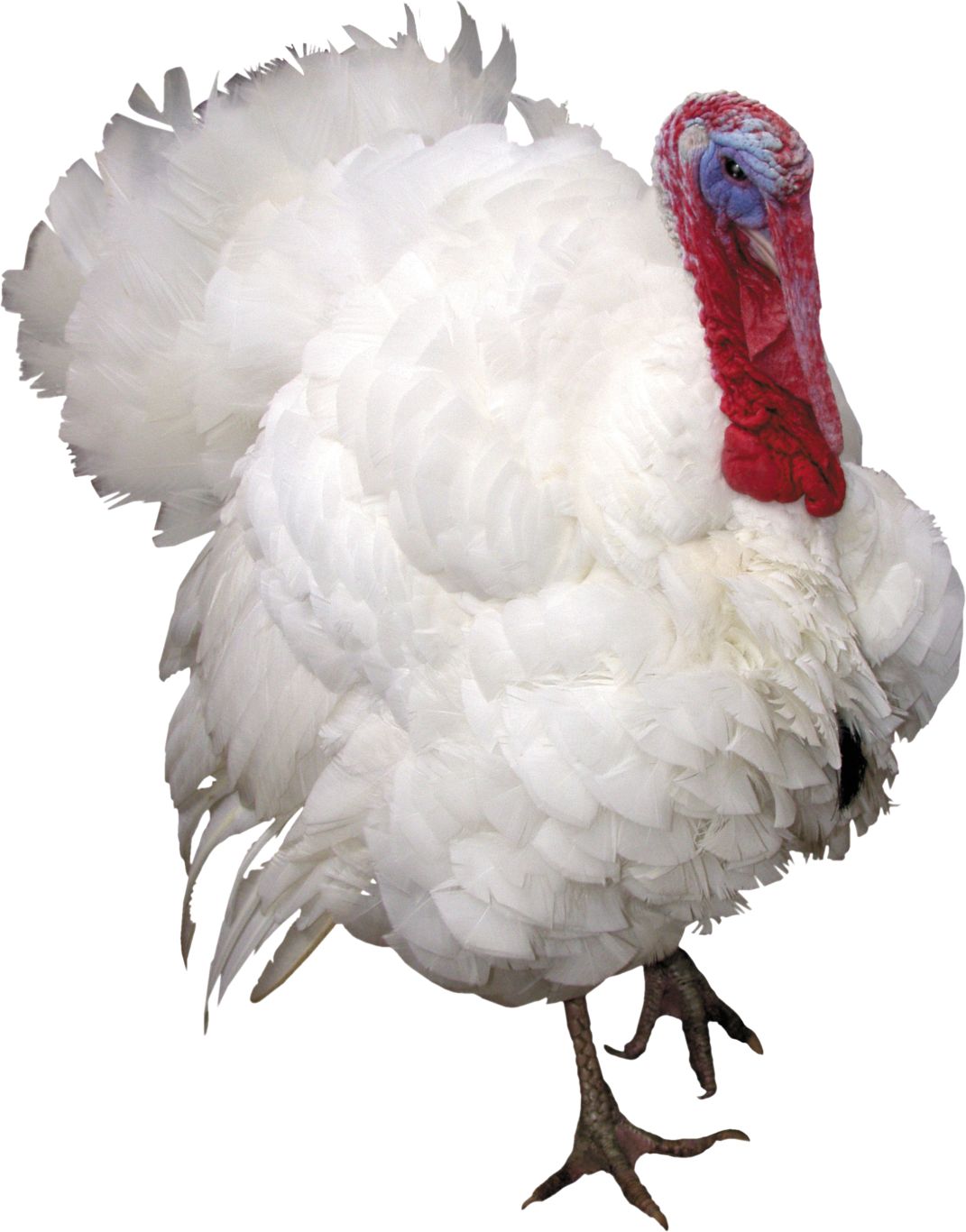 Turkey bird PNG    图片编号:58588