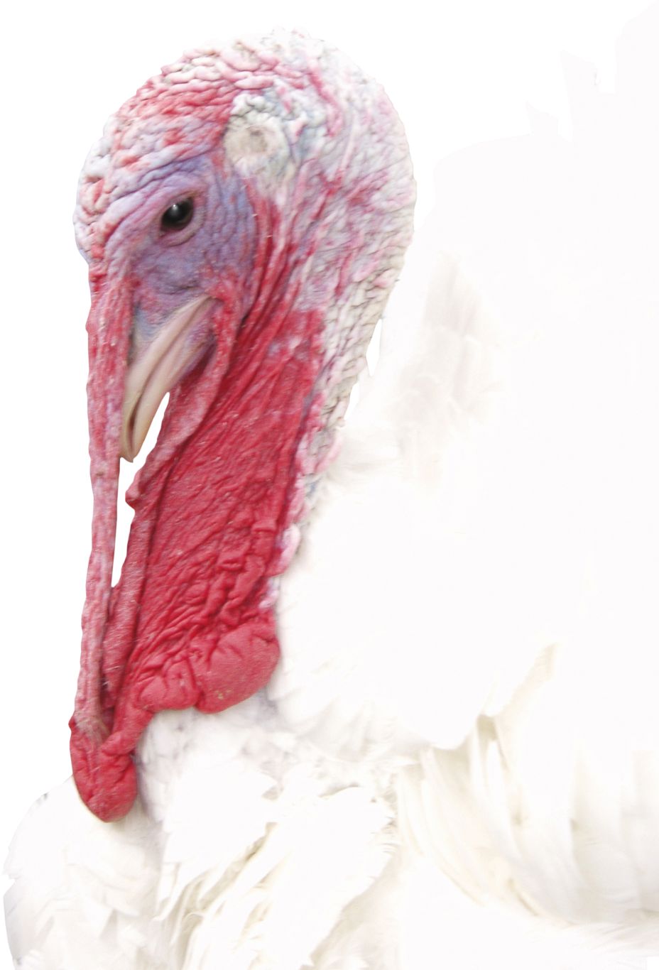 Turkey bird PNG    图片编号:58589