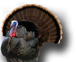 Turkey bird PNG    图片编号:58590