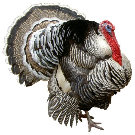 Turkey bird PNG    图片编号:58592