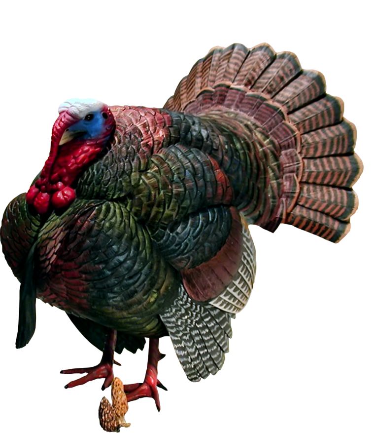Turkey bird PNG    图片编号:58594