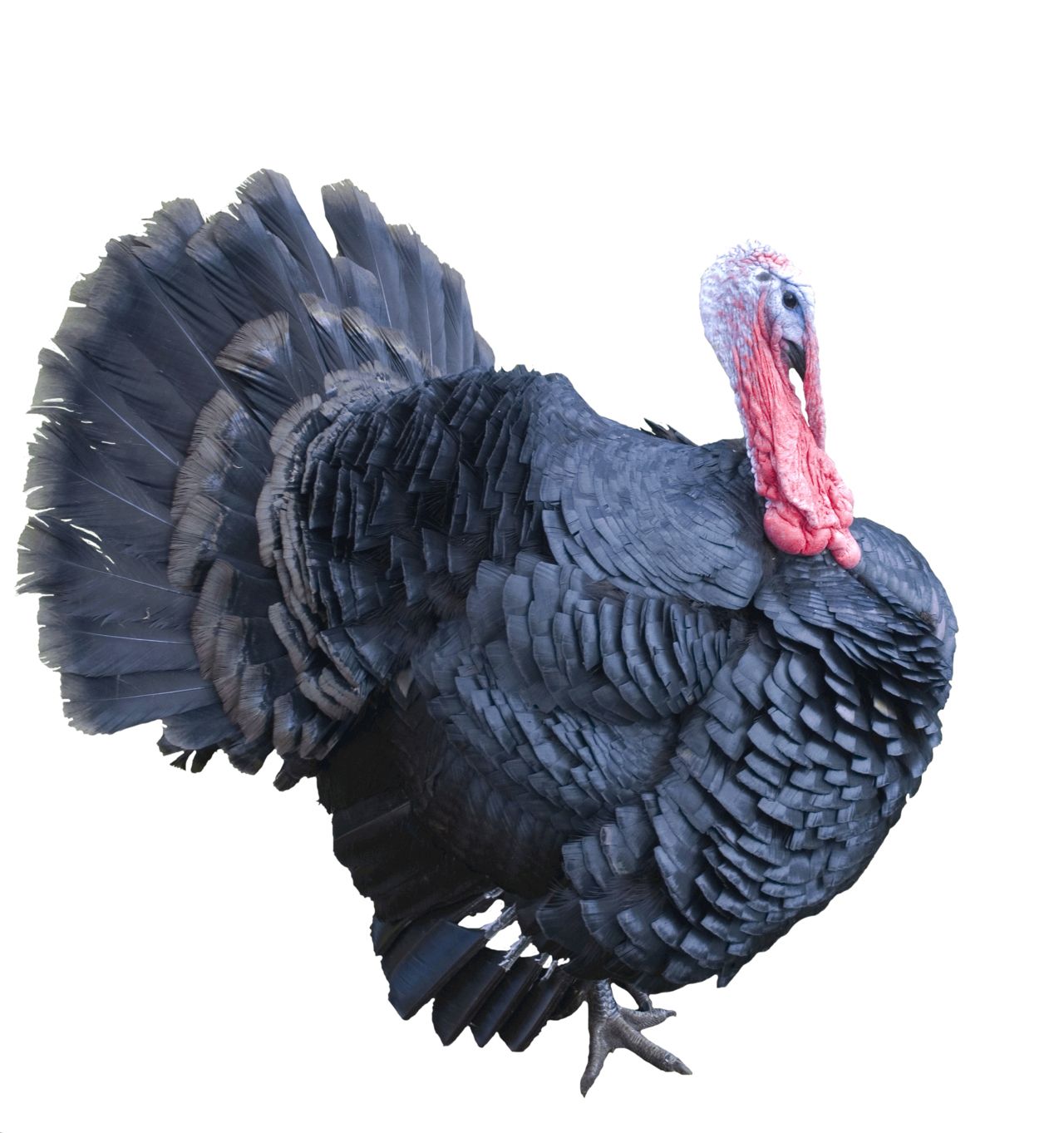 Turkey bird PNG    图片编号:58596