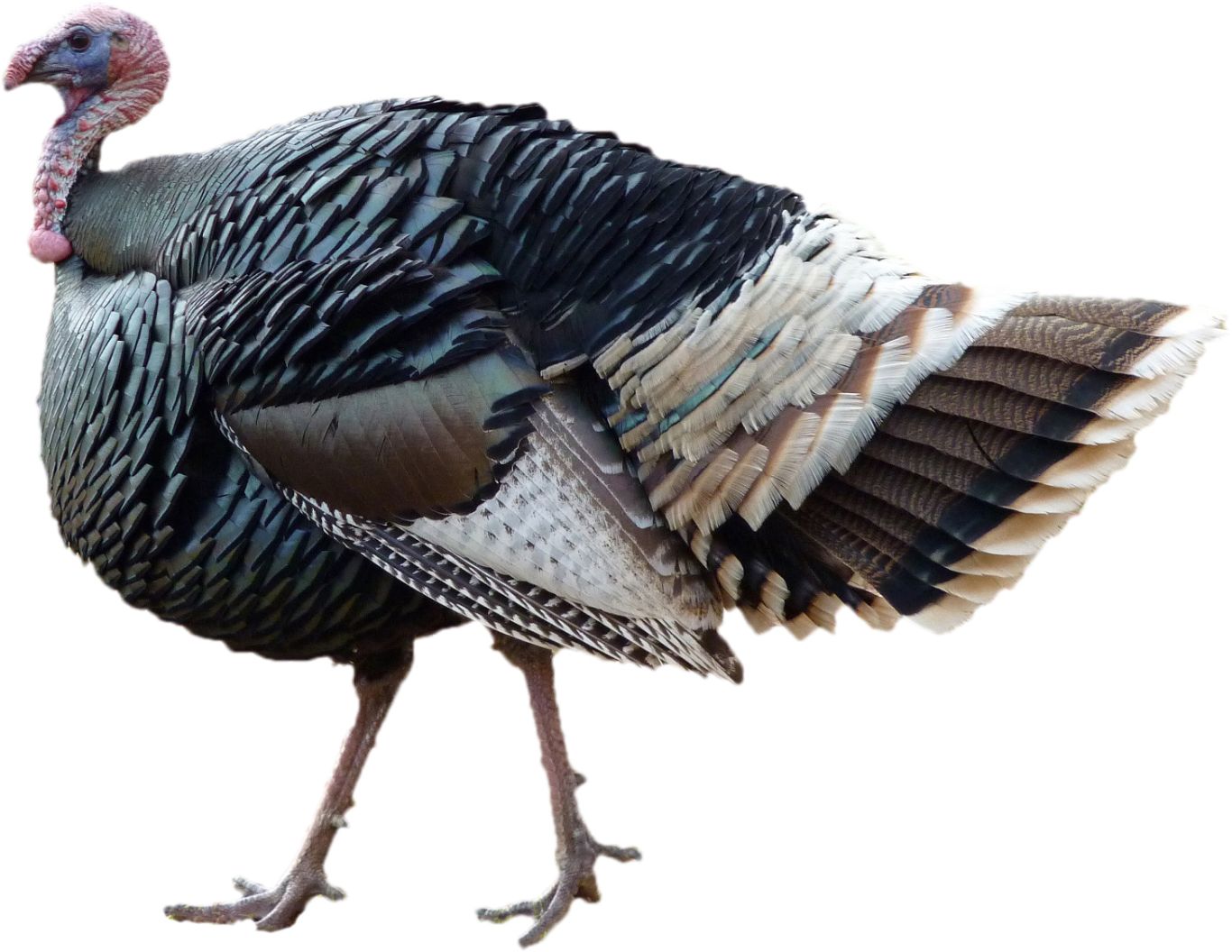 Turkey bird PNG    图片编号:58599