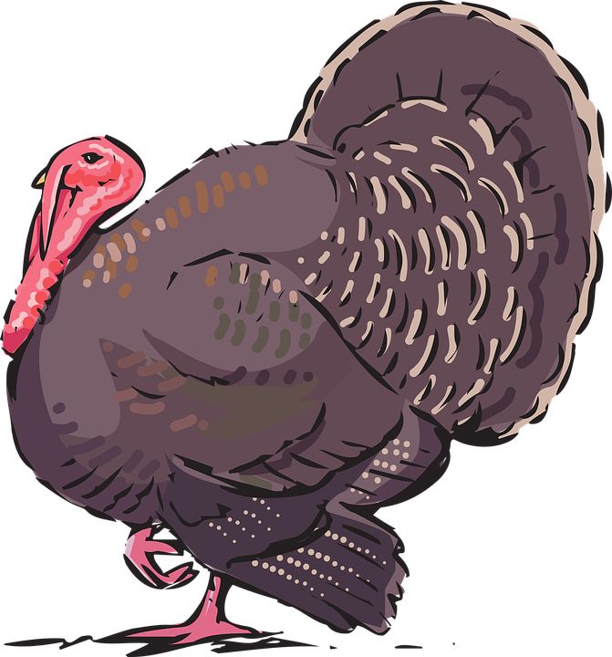 Turkey bird PNG    图片编号:58601