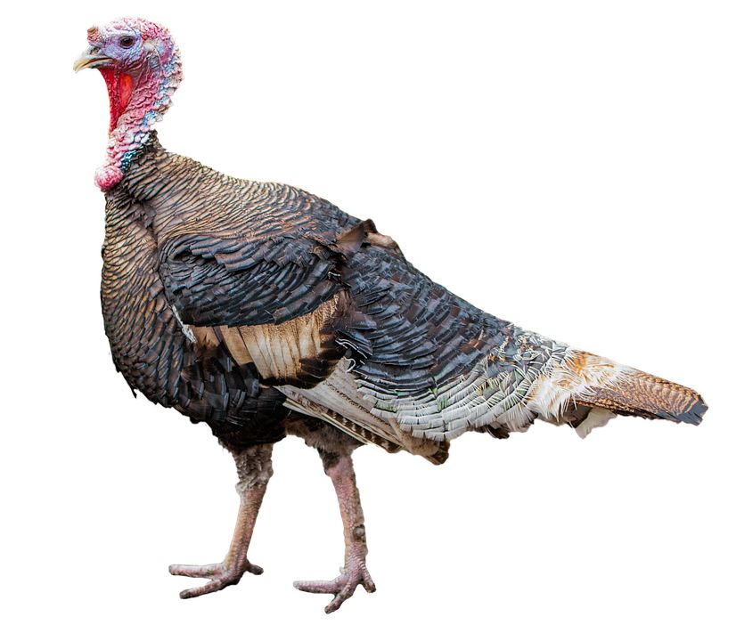 Turkey bird PNG    图片编号:58602