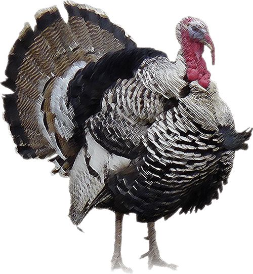 Turkey bird PNG    图片编号:58603