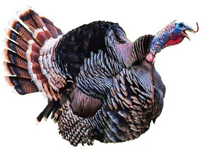 Turkey bird PNG    图片编号:58611