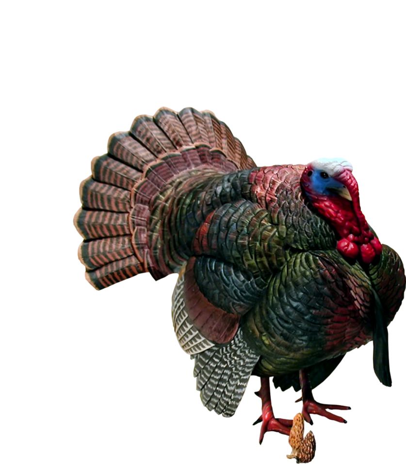 Turkey bird PNG    图片编号:58612