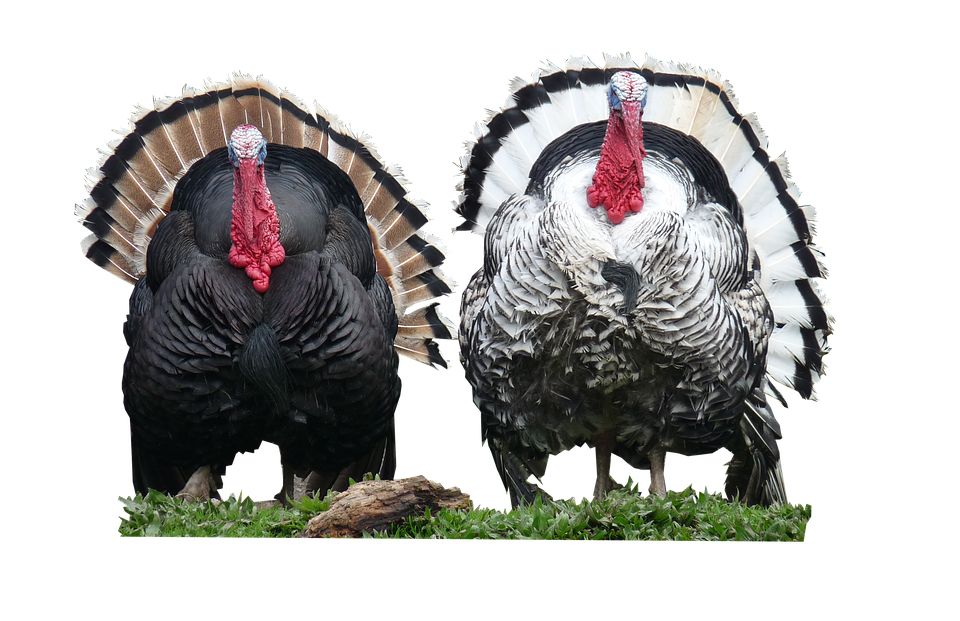 Turkey bird PNG    图片编号:58613