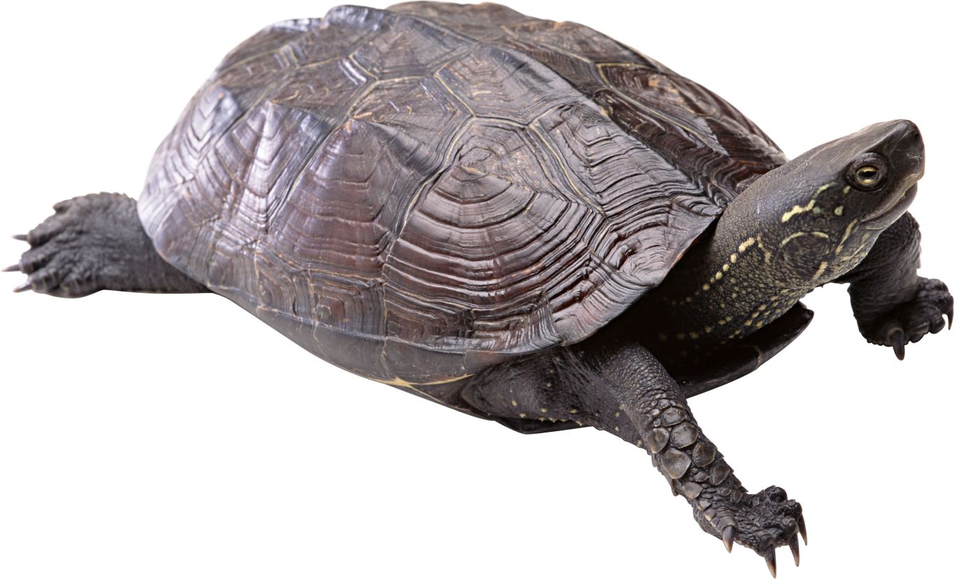 Turtle PNG    图片编号:24709