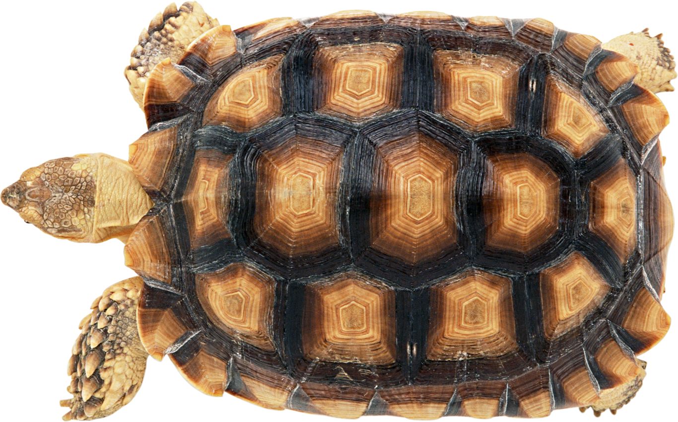 Turtle PNG    图片编号:24718