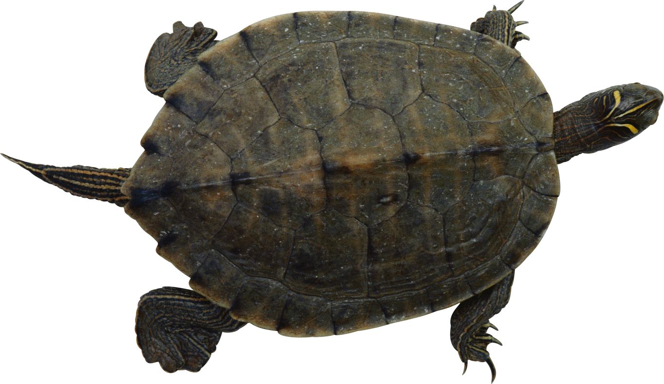 Turtle PNG    图片编号:24719