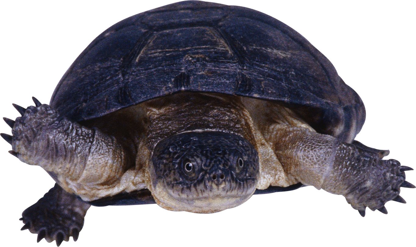Turtle PNG    图片编号:24720