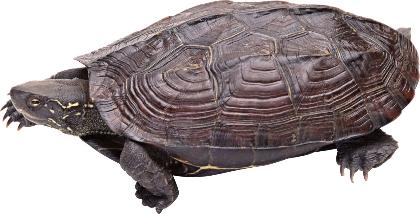 Turtle PNG    图片编号:24722