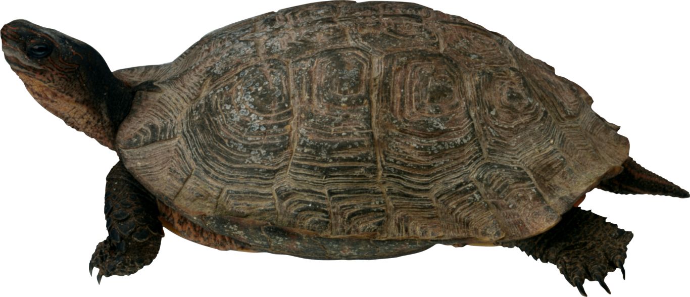 Turtle PNG    图片编号:24724