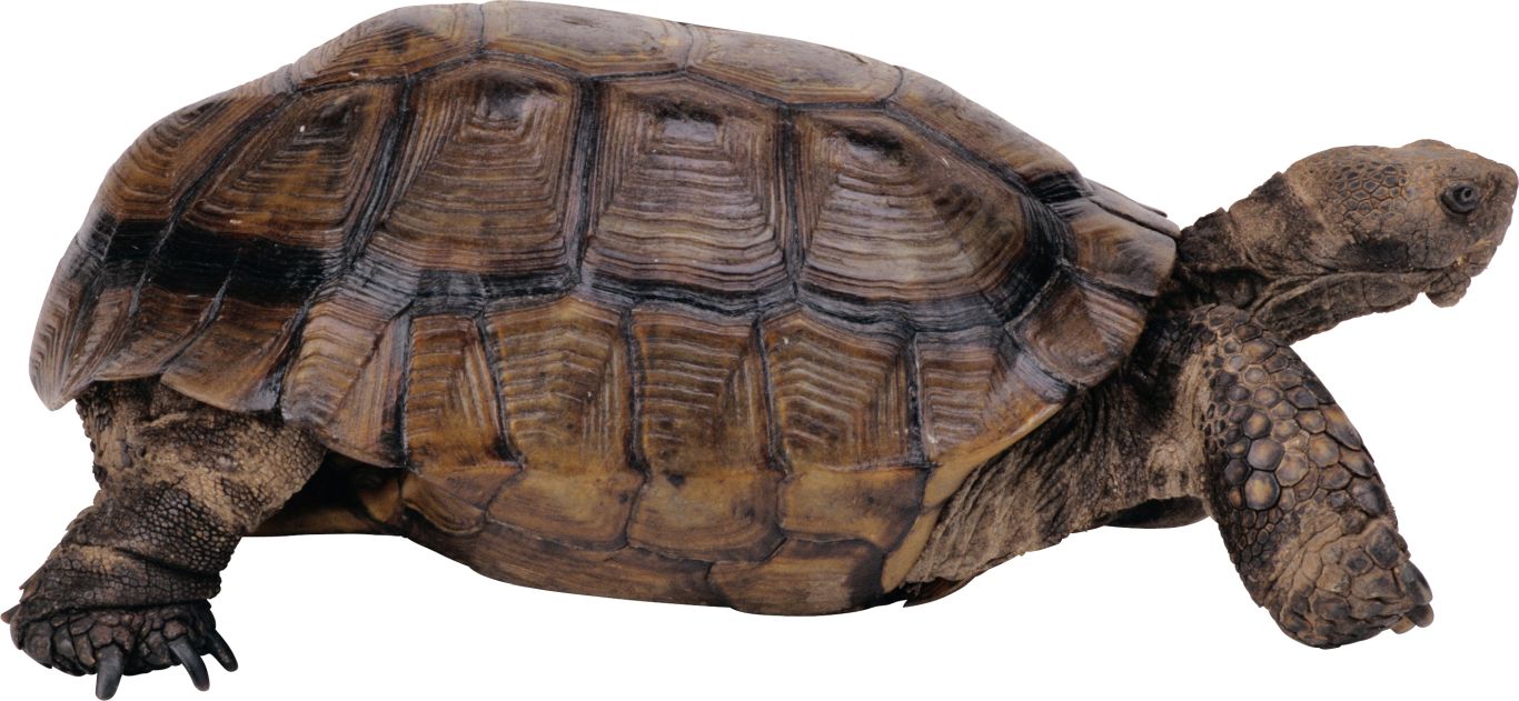 Turtle PNG    图片编号:24725