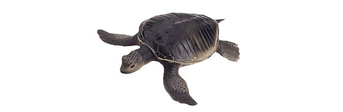 Turtle PNG    图片编号:24727