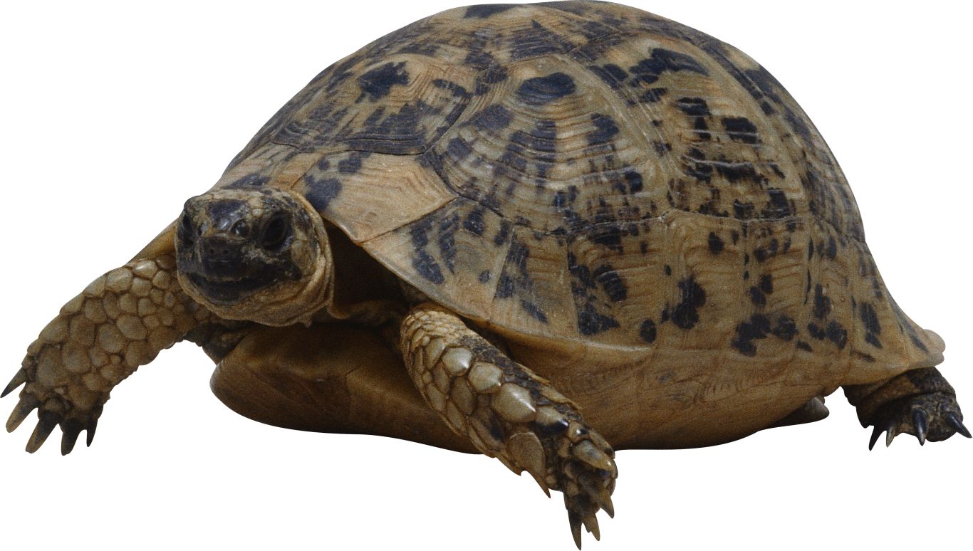 Turtle PNG    图片编号:24710