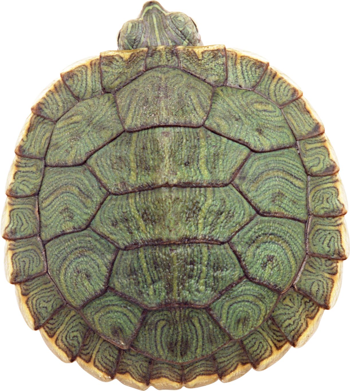 Turtle PNG    图片编号:24728