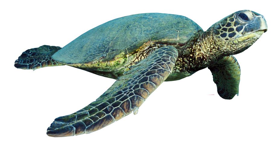 Turtle PNG    图片编号:24729
