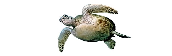 Turtle PNG    图片编号:24730
