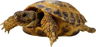 Turtle PNG    图片编号:24734