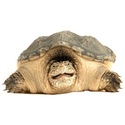 Turtle PNG    图片编号:24736