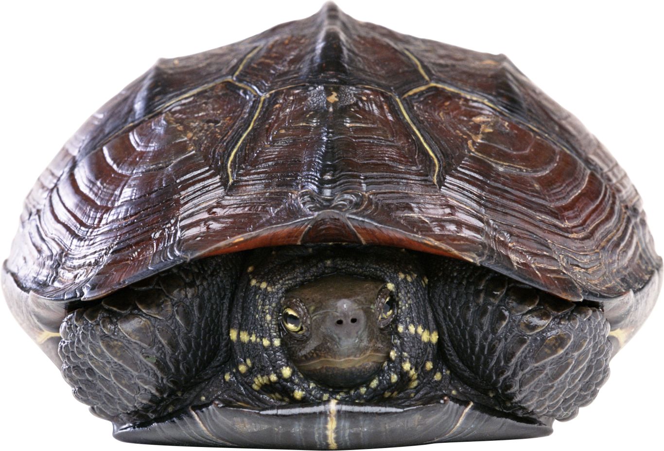 Turtle PNG    图片编号:24737