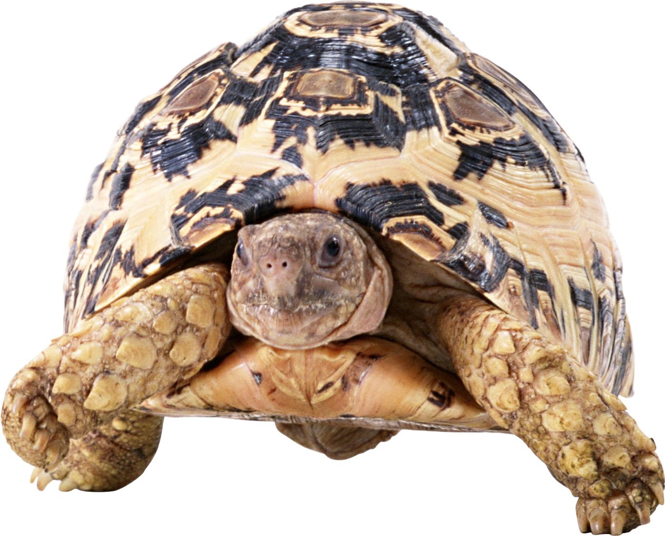 Turtle PNG    图片编号:24711