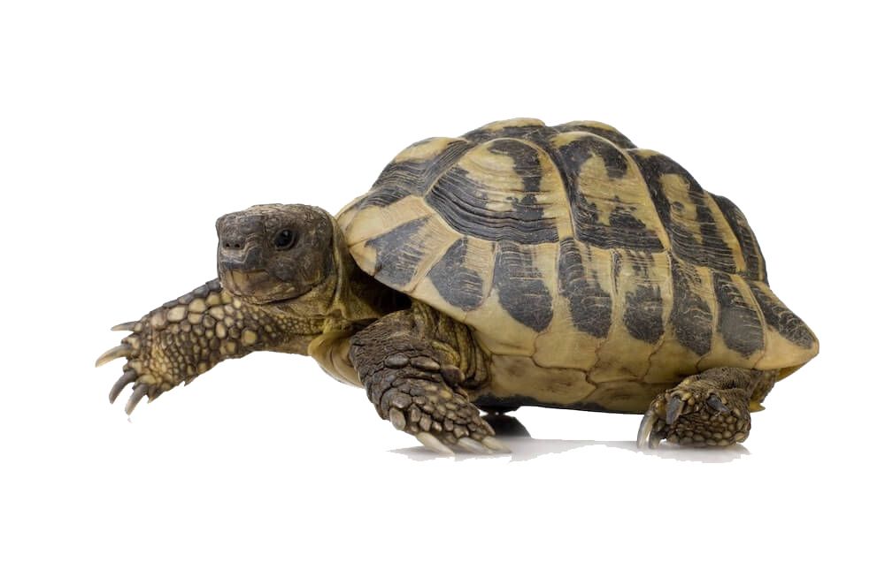 Turtle PNG    图片编号:24740
