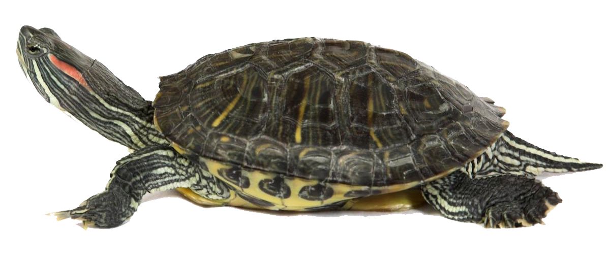 Turtle PNG    图片编号:24741