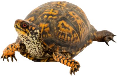 Turtle PNG    图片编号:24742