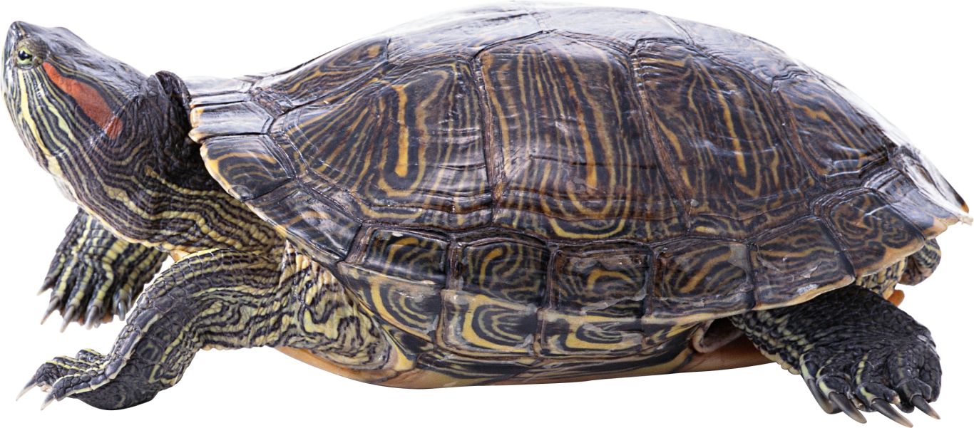 Turtle PNG    图片编号:24743
