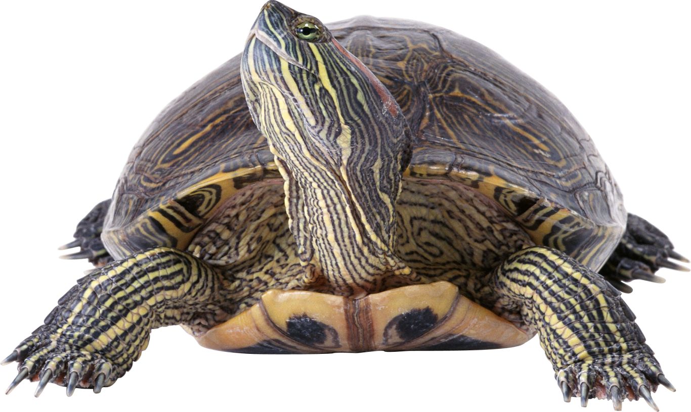 Turtle PNG    图片编号:24744