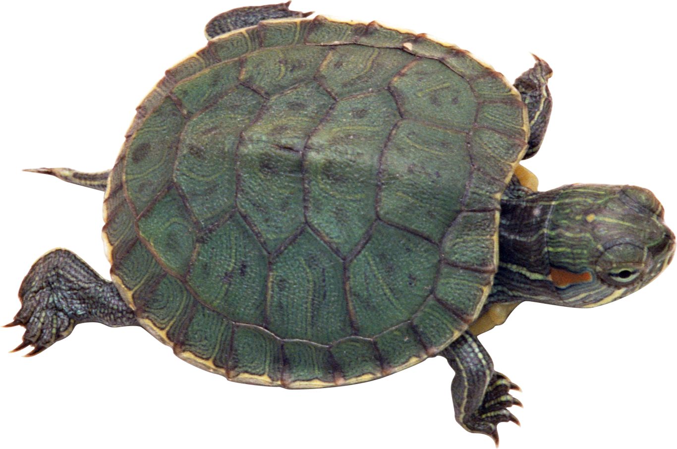 Turtle PNG    图片编号:24745