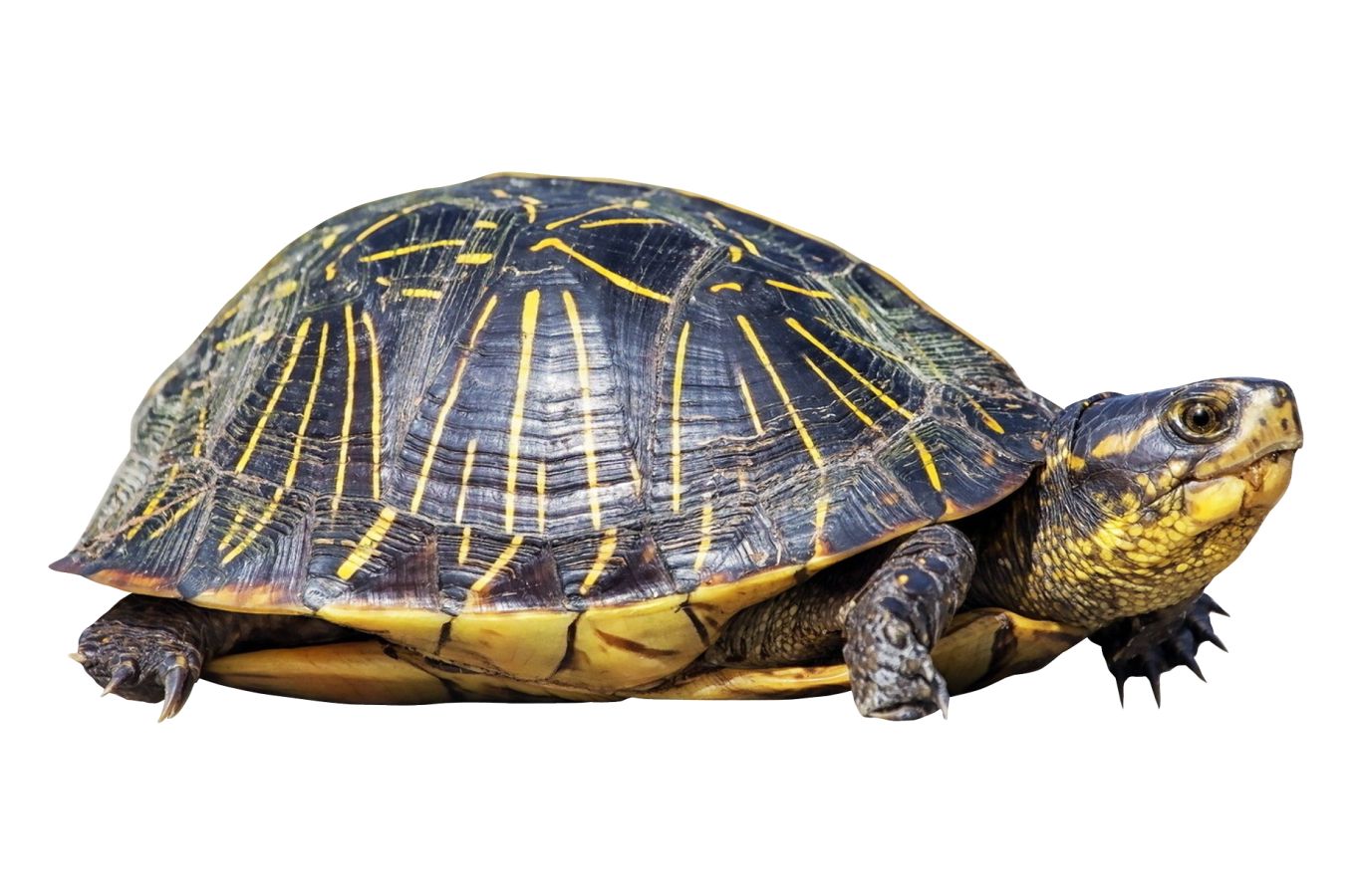 Turtle PNG    图片编号:24746