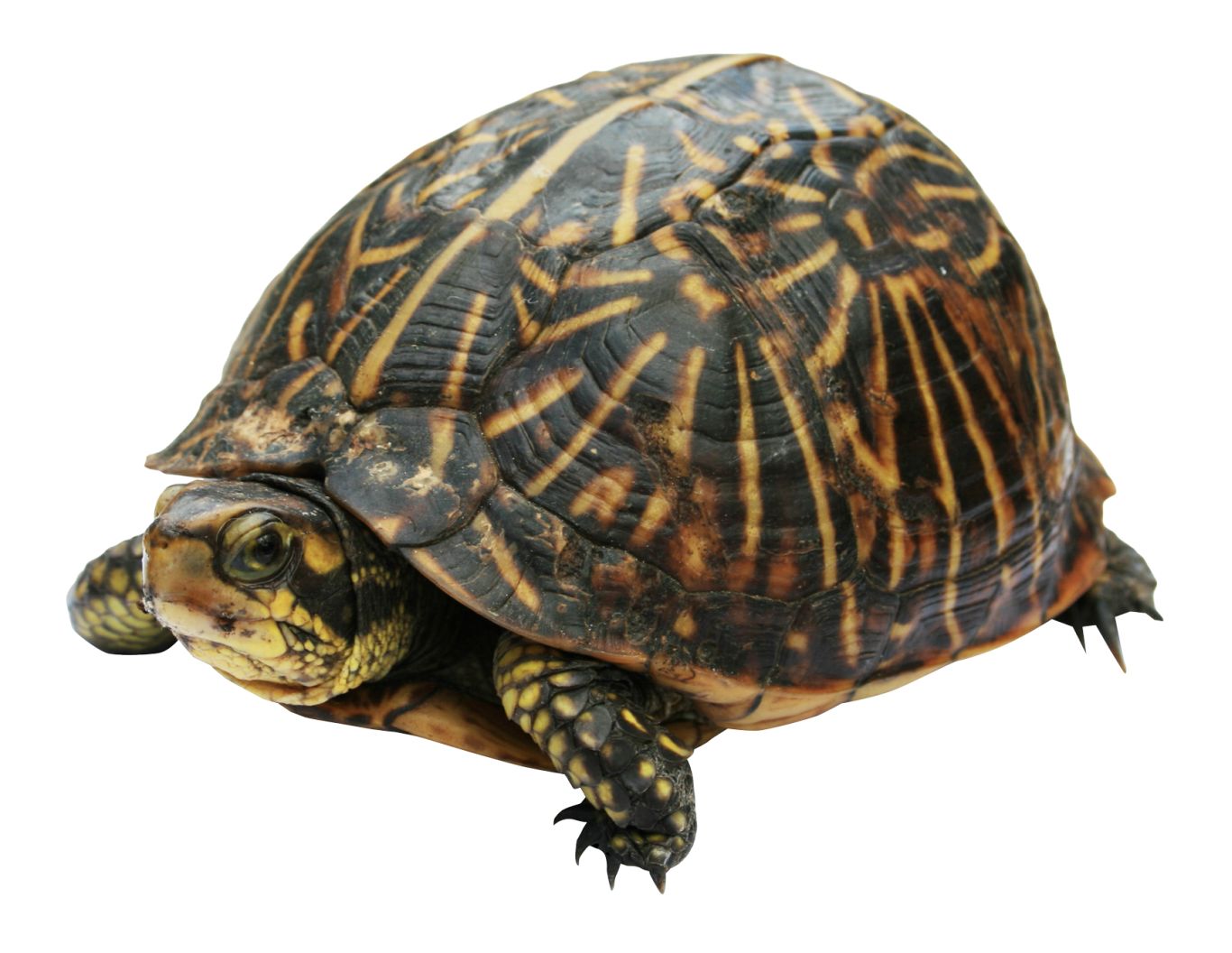Turtle PNG    图片编号:24747