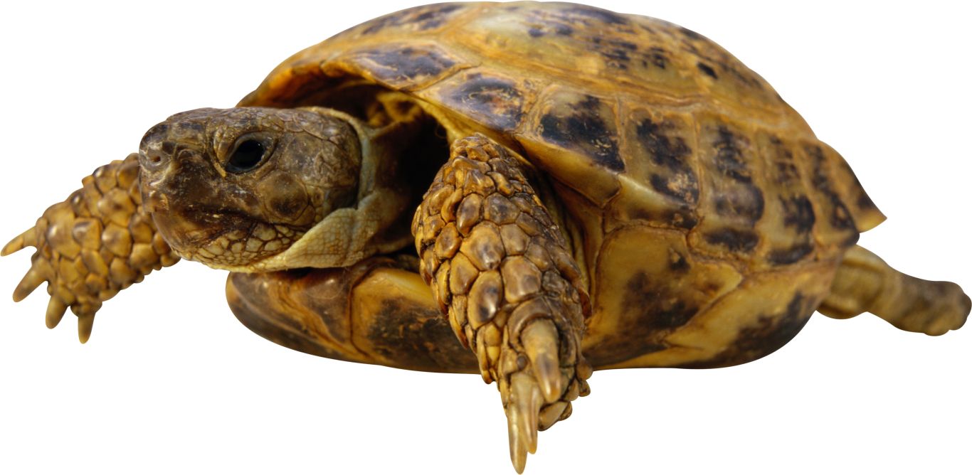 Turtle PNG    图片编号:24712