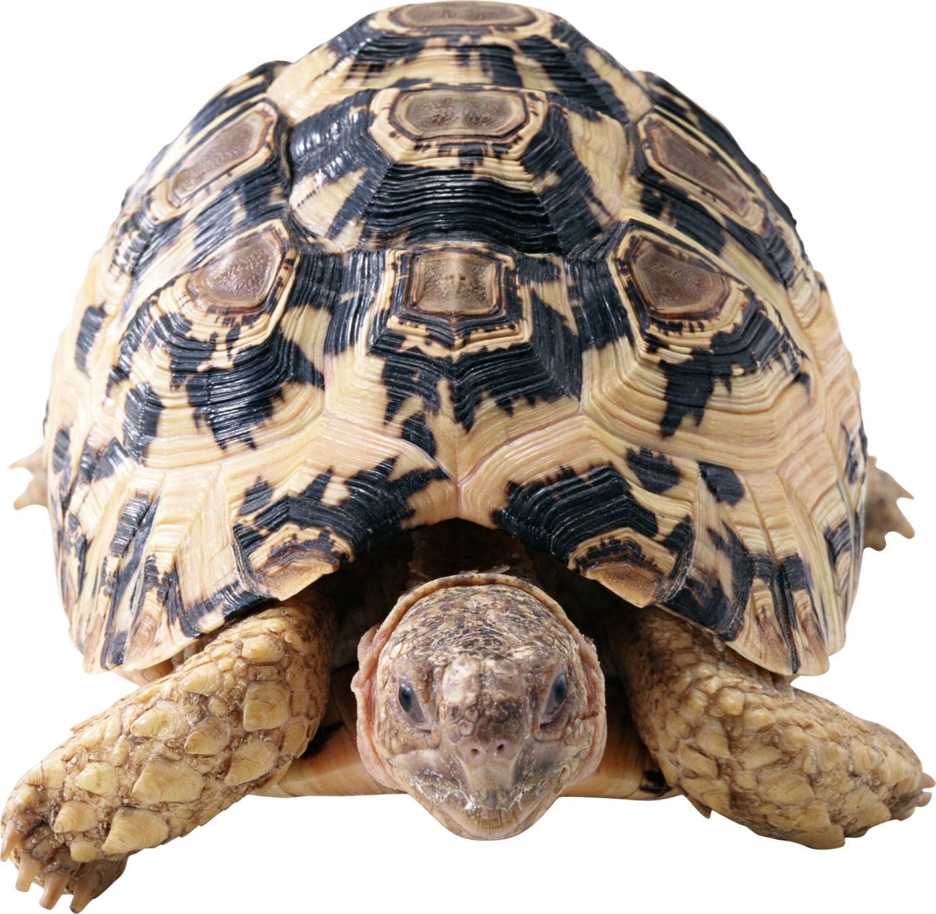 Turtle PNG    图片编号:24749