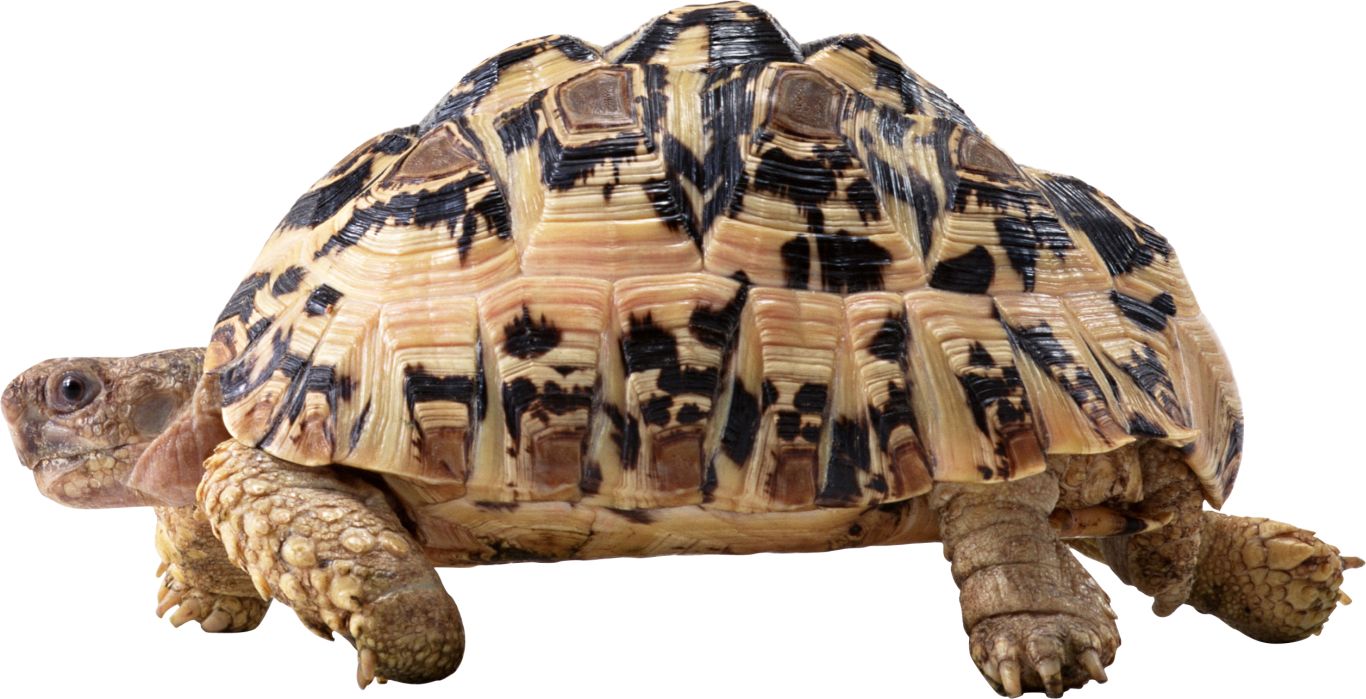 Turtle PNG    图片编号:24750