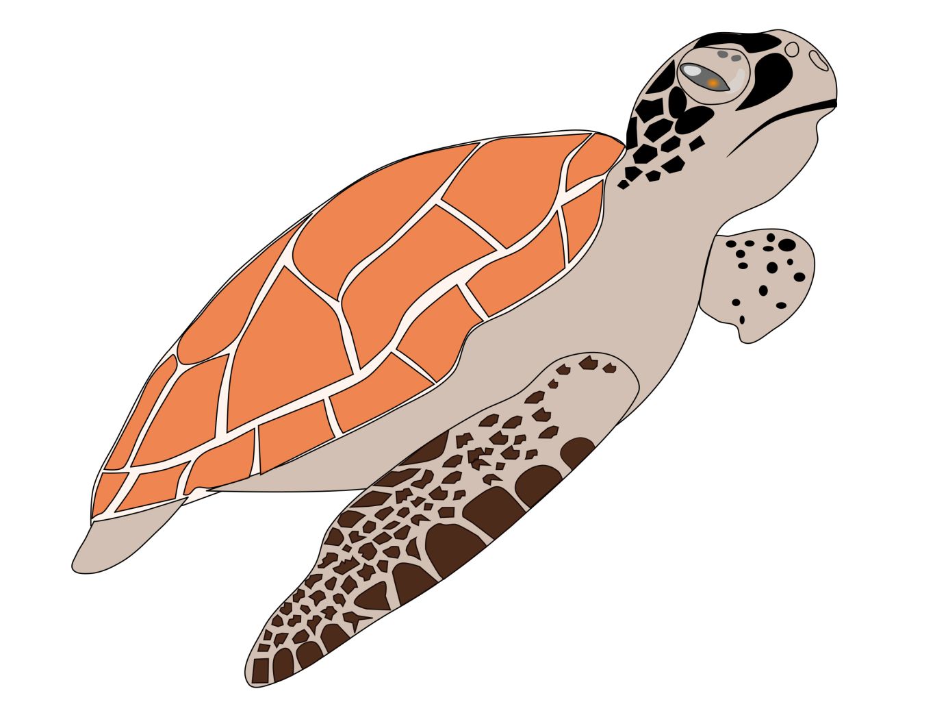 Turtle PNG    图片编号:24751