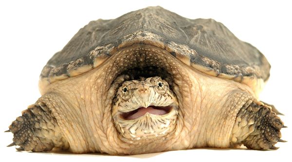 Turtle PNG    图片编号:24752