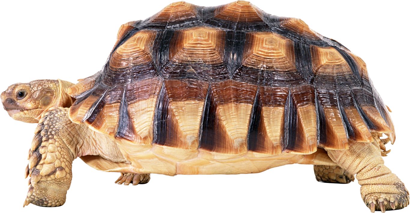 Turtle PNG    图片编号:24754