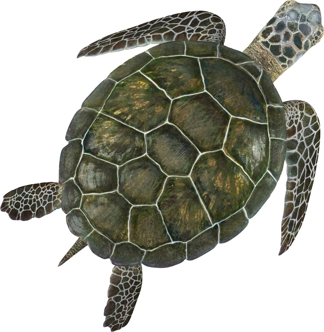 Turtle PNG    图片编号:24756