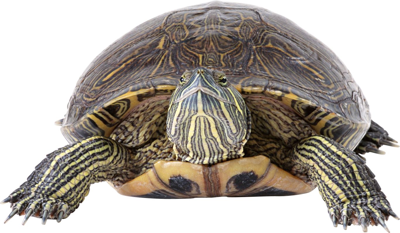 Turtle PNG    图片编号:24757