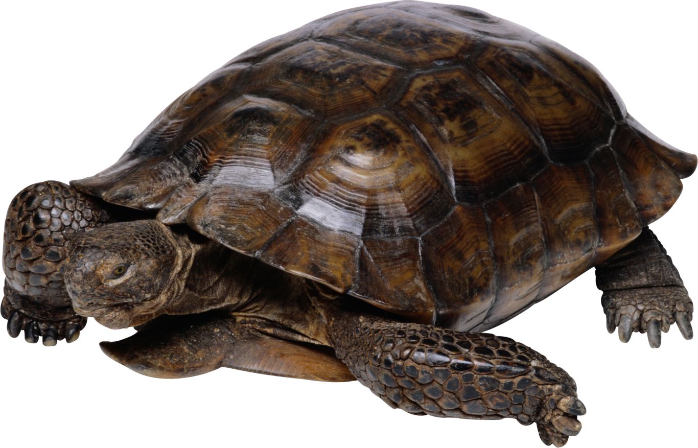 Turtle PNG    图片编号:24713