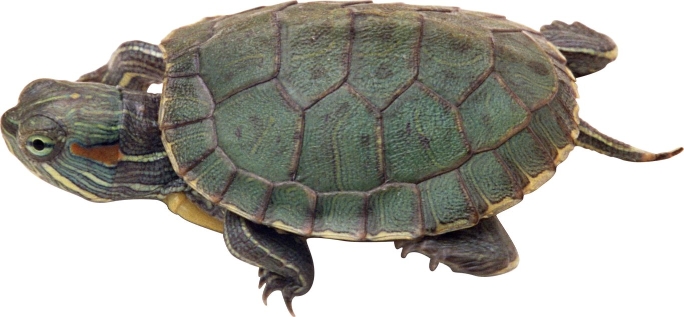Turtle PNG    图片编号:24758