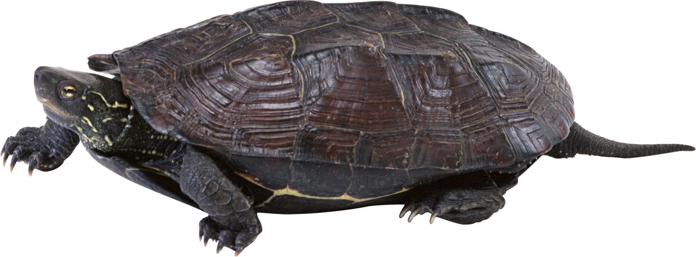 Turtle PNG    图片编号:24760