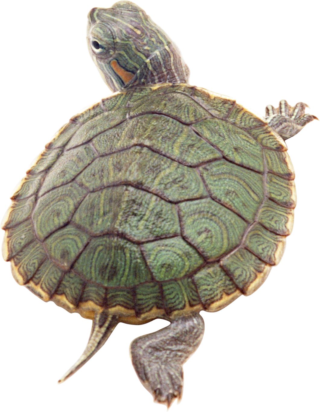 Turtle PNG    图片编号:24761