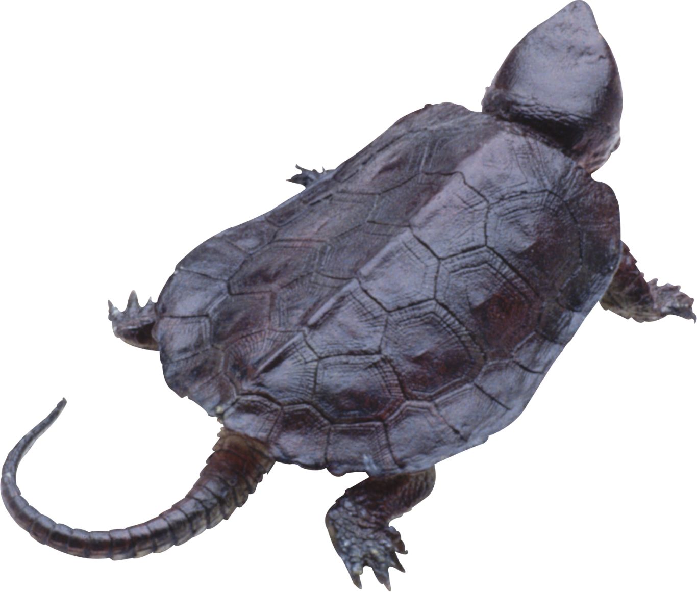 Turtle PNG    图片编号:24763